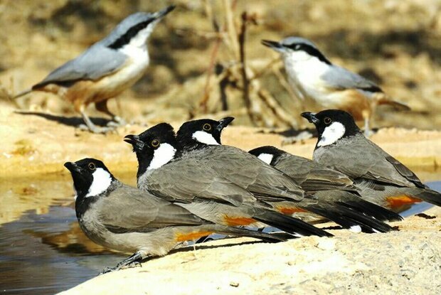 صادرات پرندگان زینتی با مجوز محیط زیست به مقصد کشورهای عربی