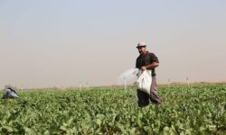 بیش از 4.5 میلیارد تومان یارانه کودهای فسفاته و پتاسه، سهم کشاورزان مشمول در قم