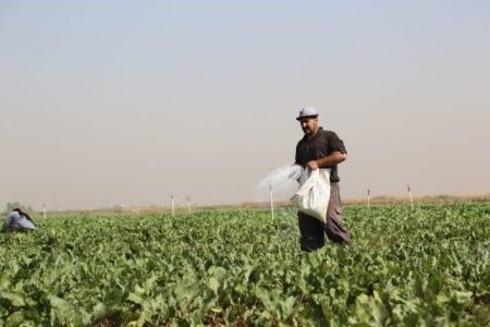 بیش از 4.5 میلیارد تومان یارانه کودهای فسفاته و پتاسه، سهم کشاورزان مشمول در قم